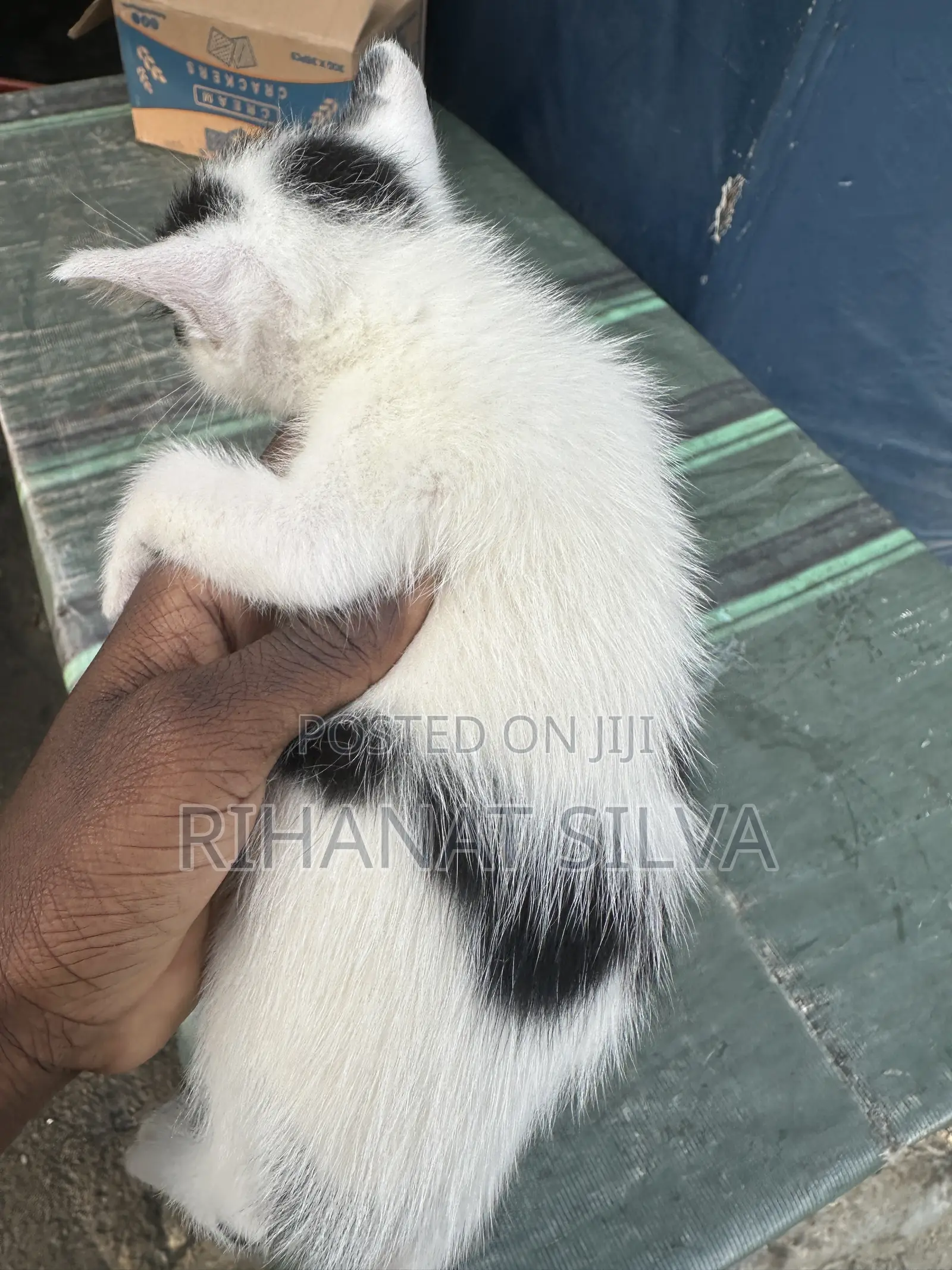 0-1 month Male Mixed Breed Tabby