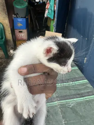 0-1 month Male Mixed Breed Tabby