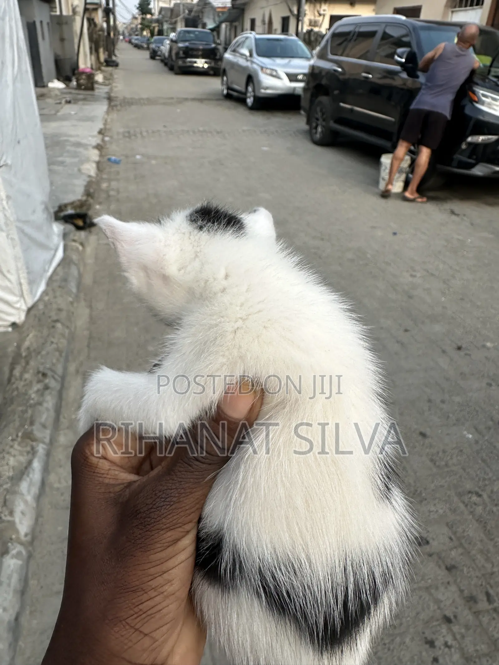 0-1 month Male Mixed Breed Tabby