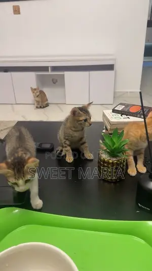 1-3 months Female Mixed Breed American Shorthair