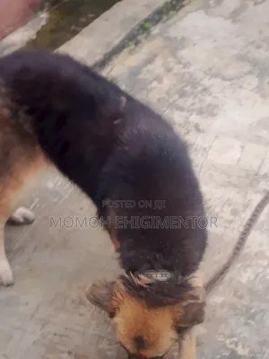 1+ year Female Purebred German Shepherd