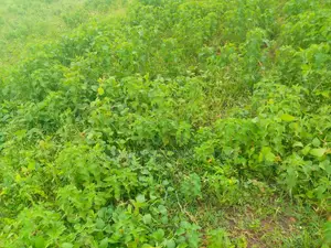 2 Hectares of Farmland for Sale in Kuje District. Abuja - Nigeria
