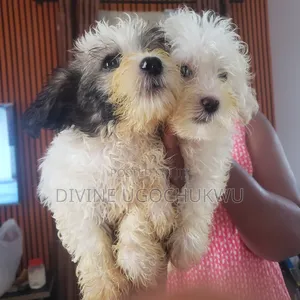 1-3 months Female Purebred Lhasa Apso