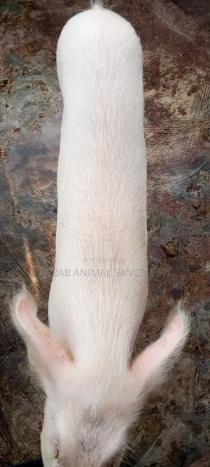 Large White About to Cross