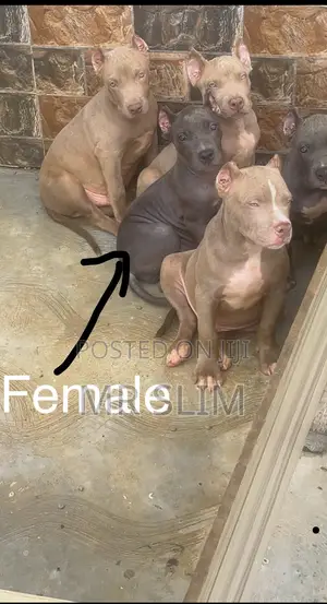 1-3 months Male Purebred American Bully