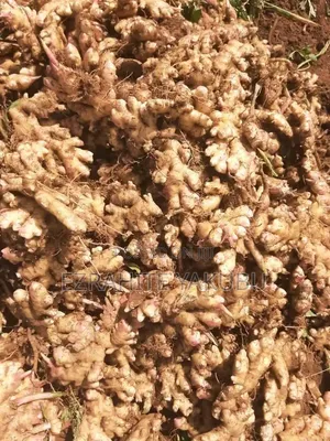 Ezrahite Farm