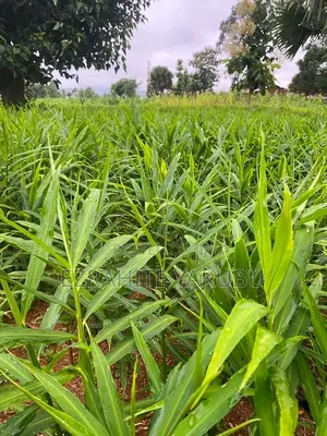 Ezrahite Farm