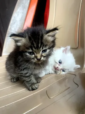 1-3 months Female Purebred Persian