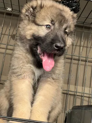 1-3 months Female Purebred Caucasian Shepherd