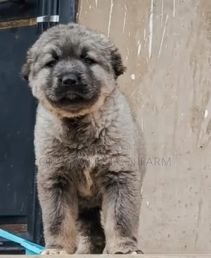 3-6 months Male Purebred Caucasian Shepherd