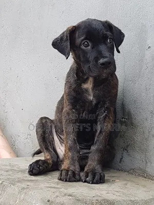 1-3 months Male Purebred Boerboel