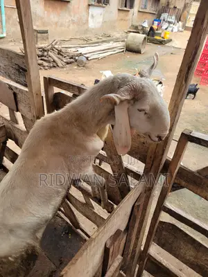 Balami Ram
