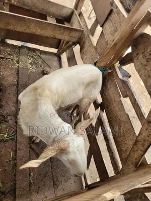 Balami Ram