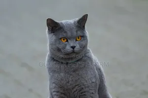 6-12 months Female Purebred British Shorthair