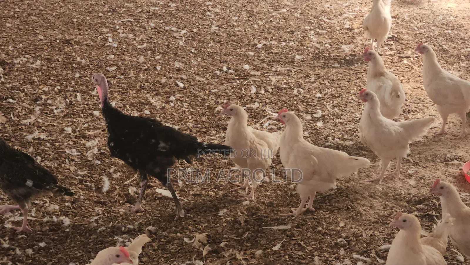 3 Month Old Turkey Available