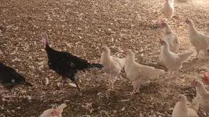 3 Month Old Turkey Available