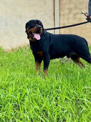 1+ year Male Purebred Rottweiler