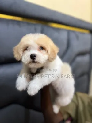 1-3 months Female Purebred Lhasa Apso