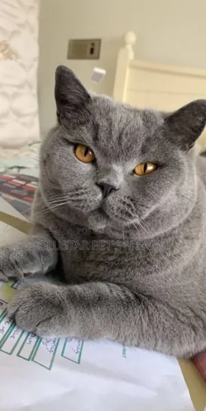 3-6 months Female Purebred British Shorthair