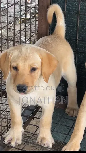 1-3 months Female Purebred Labrador Retriever