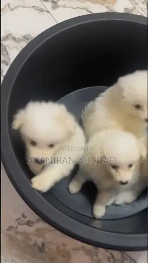 1-3 months Male Purebred American Eskimo