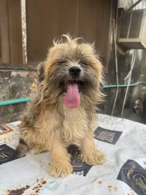 6-12 months Male Purebred Lhasa Apso