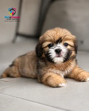1-3 months Female Purebred Lhasa Apso