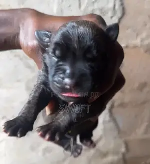 0-1 month Female Purebred Cane Corso