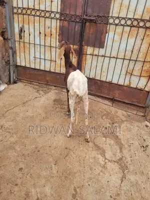 Uda Female Sheep