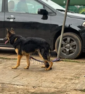 6-12 months Male Purebred German Shepherd