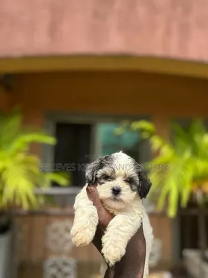 1-3 months Male Purebred Lhasa Apso