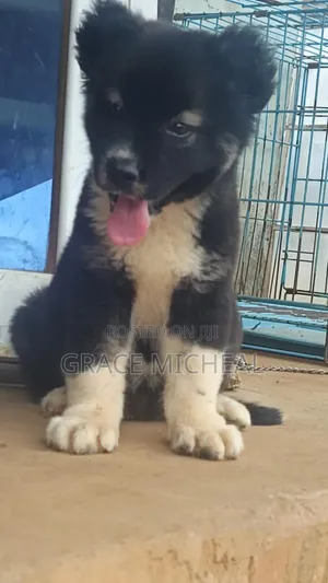 1-3 months Female Purebred Caucasian Shepherd