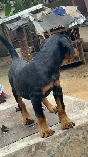 1-3 months Male Purebred Rottweiler