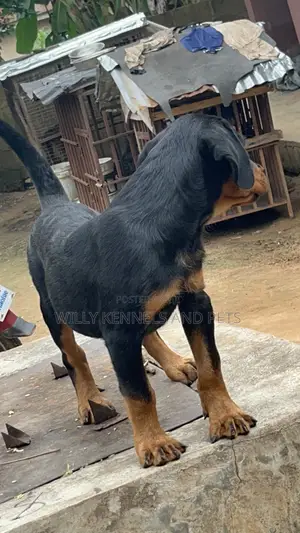 1-3 months Male Purebred Rottweiler