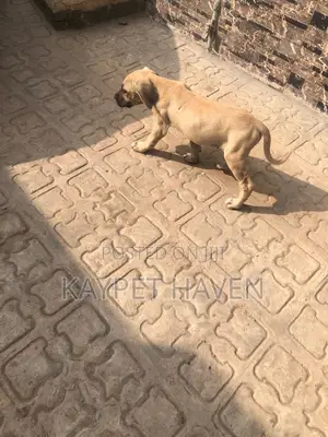 1-3 months Female Purebred Boerboel