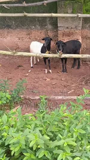 Sheep Farm