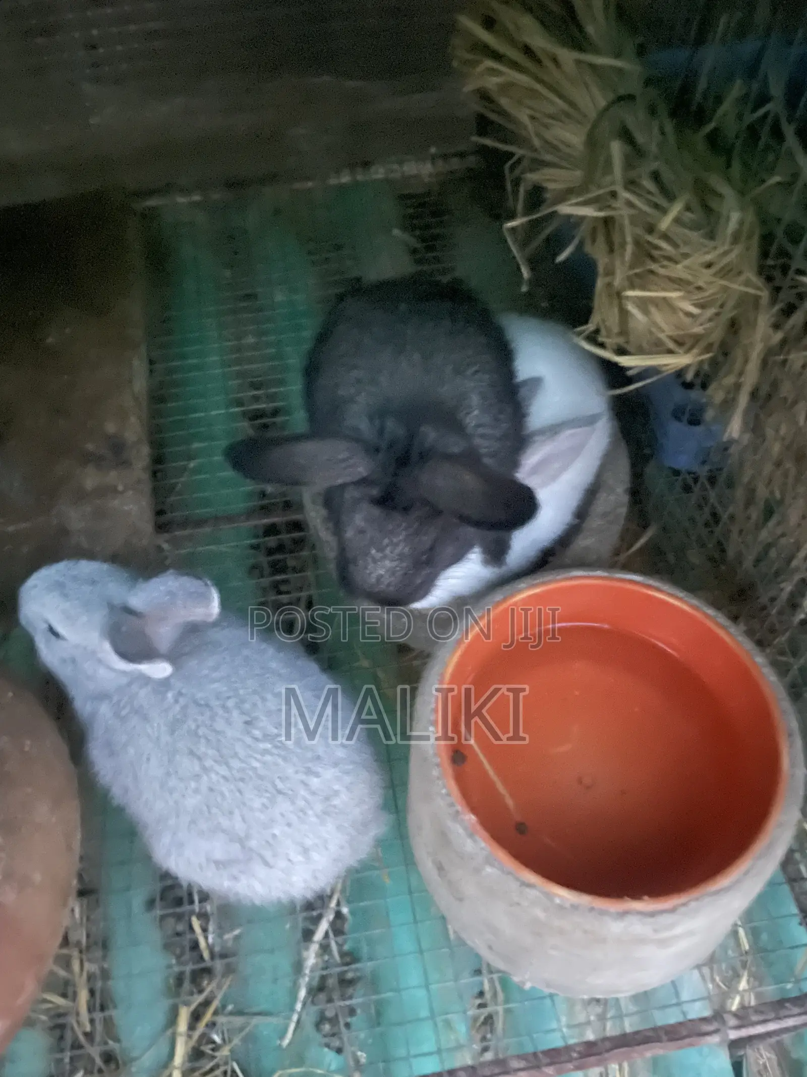 Foreign Rabbit Kits Available