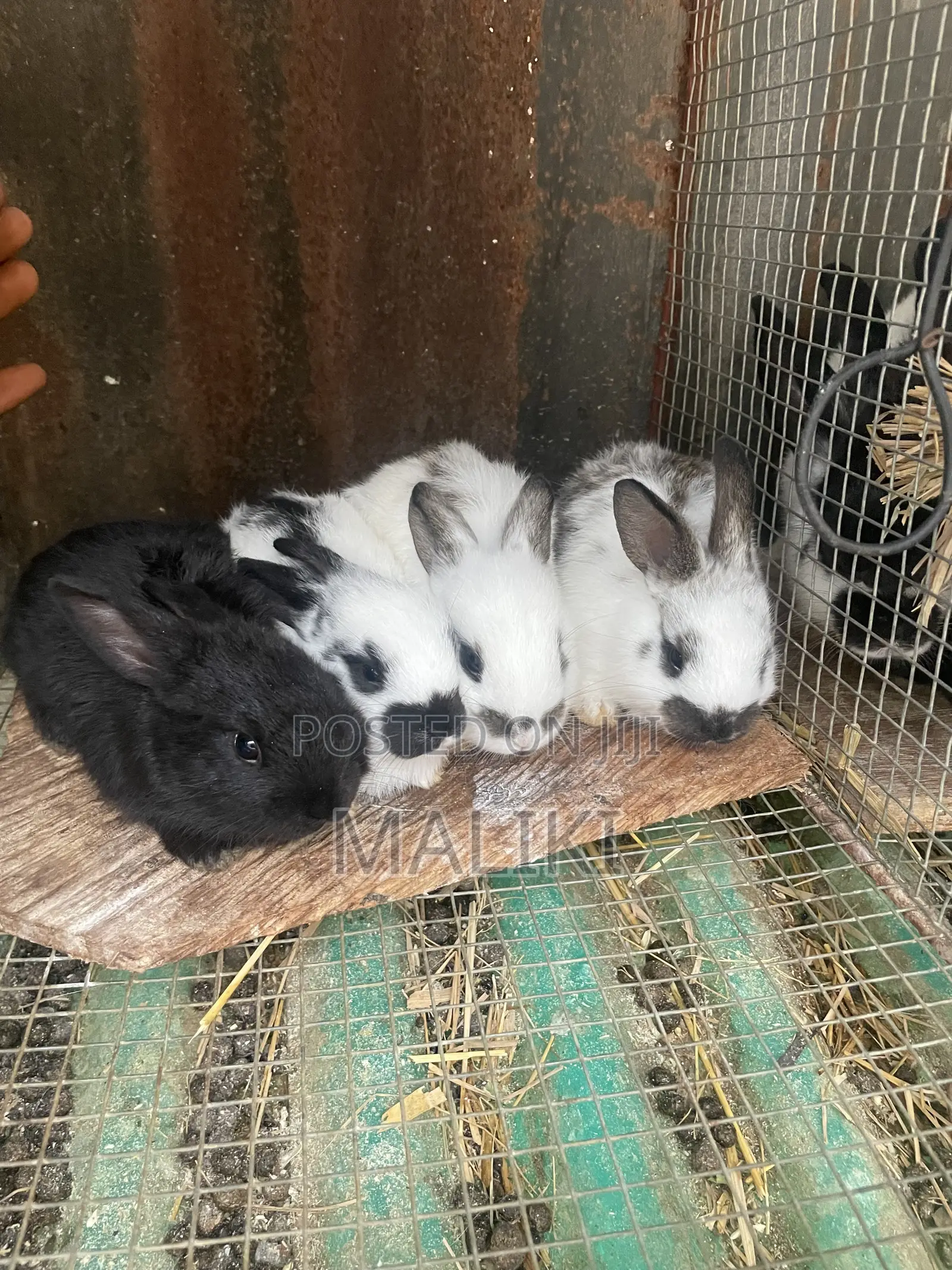 Foreign Rabbit Kits Available