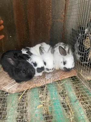 Foreign Rabbit Kits Available