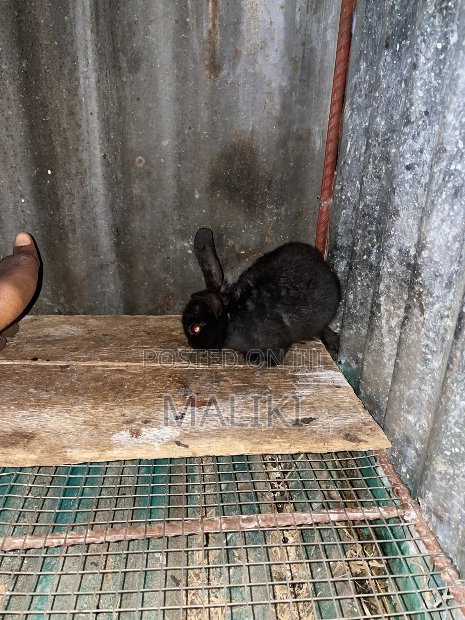 Foreign Rabbit Kits Available