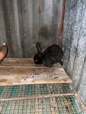 Foreign Rabbit Kits Available