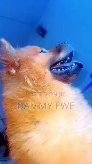 1+ year Female Purebred Chow Chow