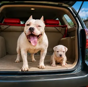 1-3 months Male Purebred American Bully