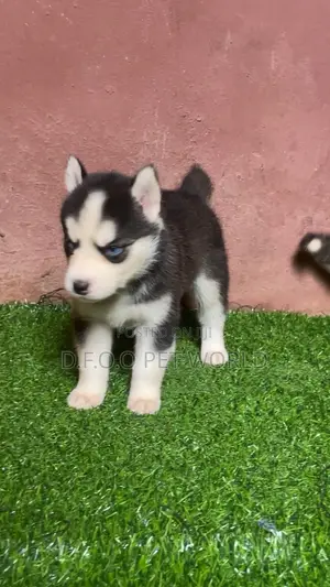 1-3 months Female Purebred Siberian Husky