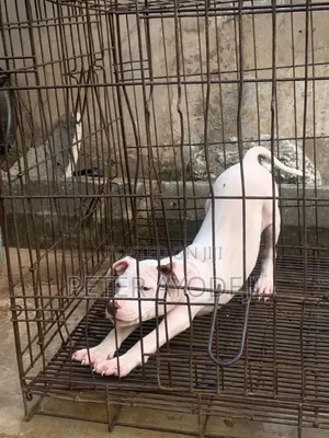 1-3 months Male Purebred American Pit Bull Terrier