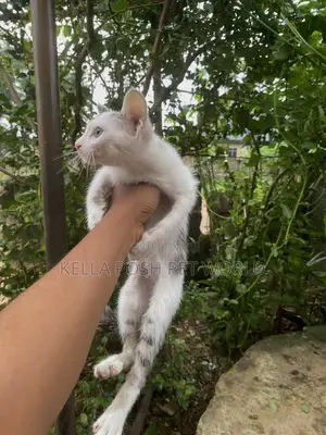 1-3 months Male Purebred American Shorthair
