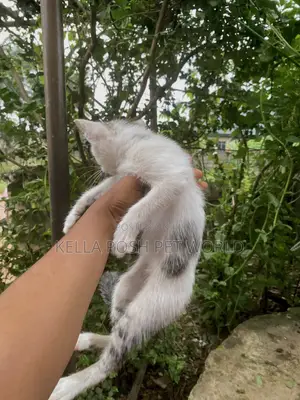 1-3 months Male Purebred American Shorthair