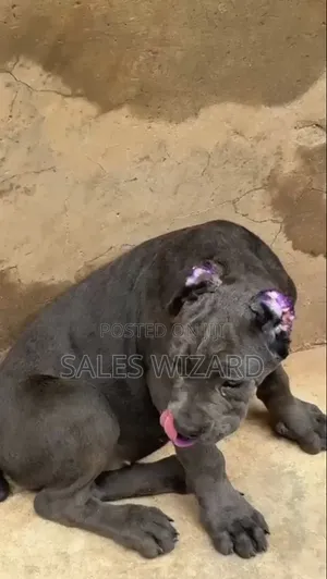 1-3 months Female Purebred Cane Corso
