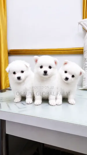 1-3 months Male Purebred American Eskimo