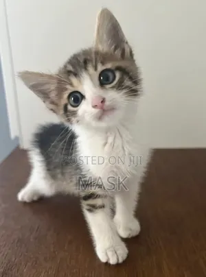 1-3 months Male Mixed Breed British Shorthair